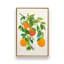 «Oranges and Blossoms II Tropical Fruit» par Modern Tropical, reproduction d'art-270965536-270965541-270965543