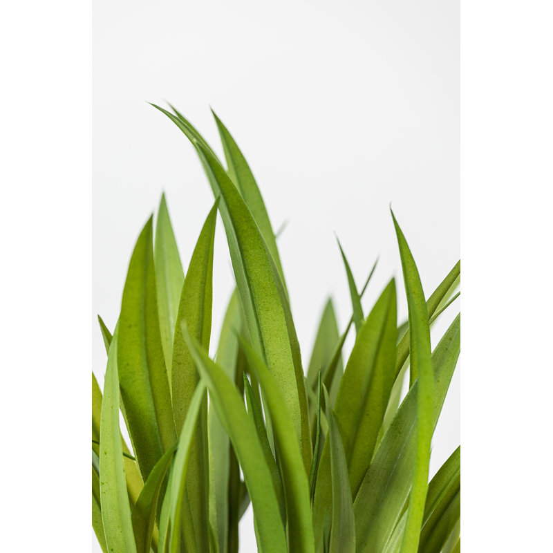Fausse herbe de Pampas Dorcas 16 po