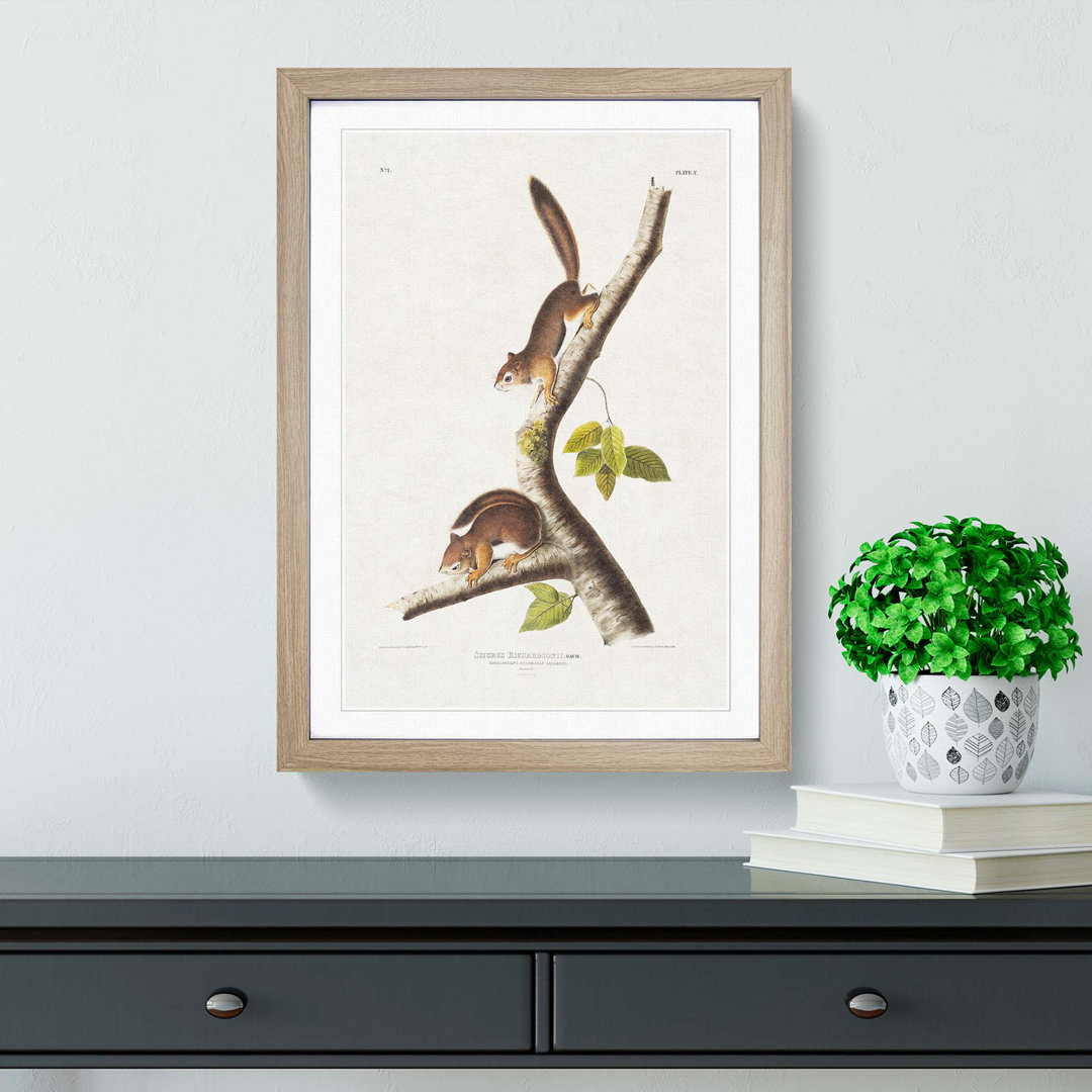 Columbian Squirrels by J.W. Audubon - Picture Frame Painting