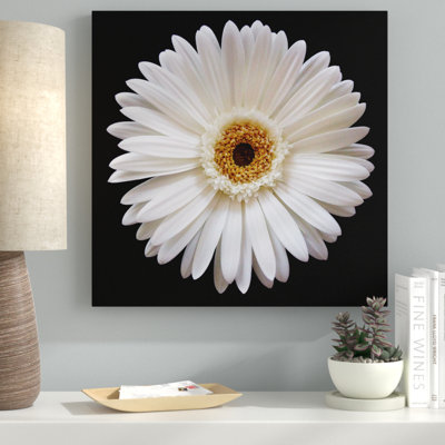 " White Gerber Daisy " by Jim Christensen