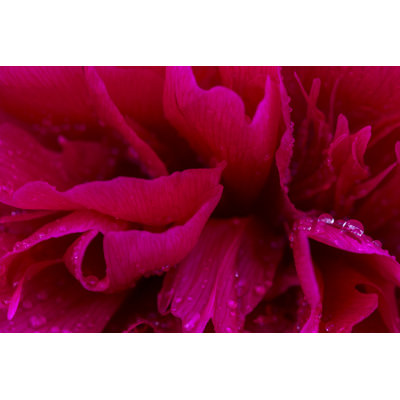 Pink Petals In Waterdrops - Wrapped Canvas Print