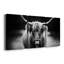 " Photography Study Highland Cattle " 3 - Pieces-827634735