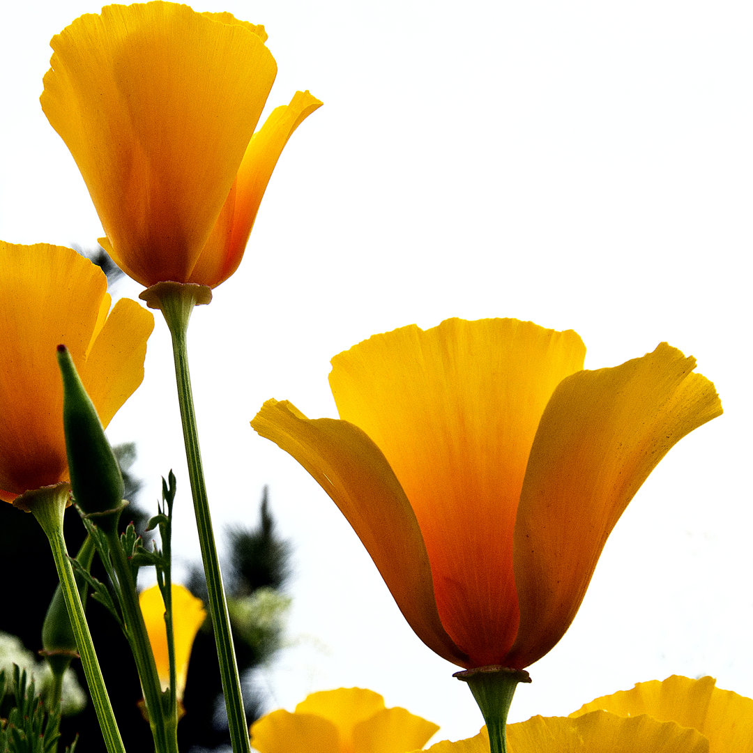 California Poppies von Ian35mm - Druck