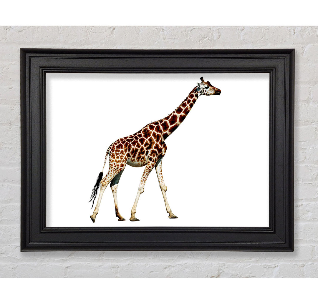 Giraffe Walk - Einzelner Bilderrahmen Kunstdrucke