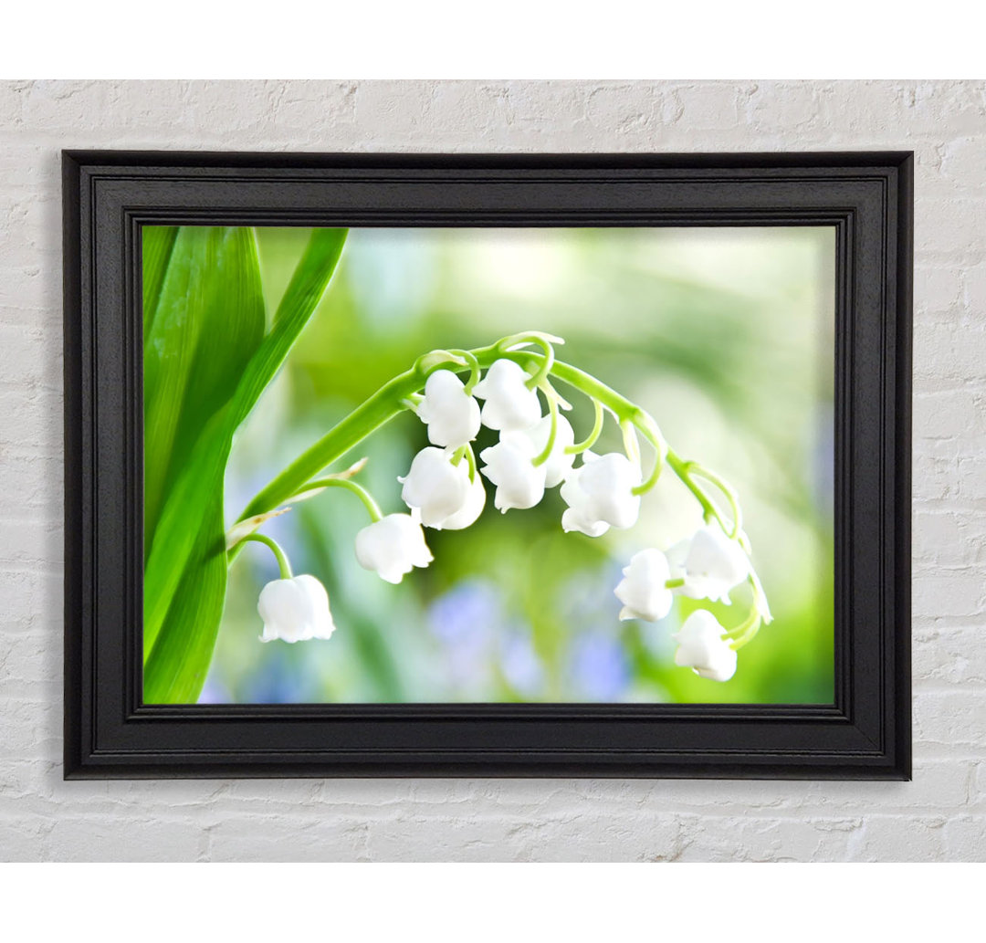 Lily Of The Valley - Einzelne Bilderrahmen Kunstdrucke