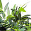 180cm Faux Bamboo Plant in Cement Pot