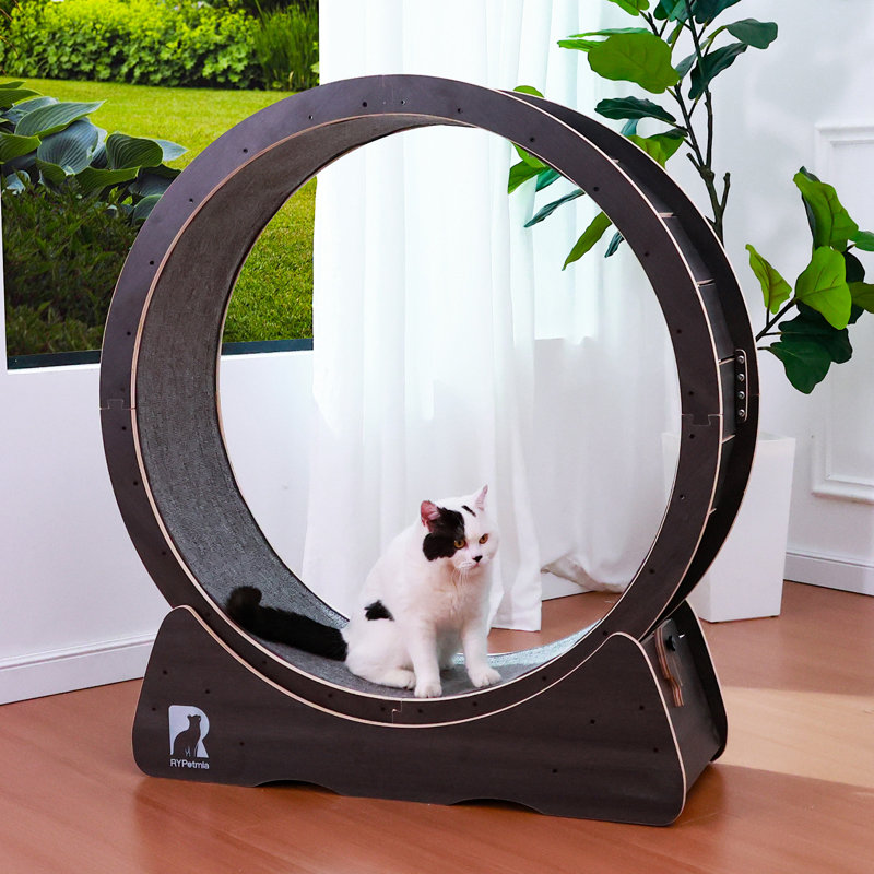 Roue d'exercice pour chat avec jouet interactif pour chats d'intérieur avec piste remplaçable et verrou de sécurité, Noir