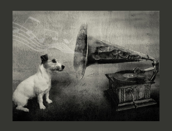 Dog's Melodies 2.31m x 300cm Wallpaper, 400 cm x 309 cm