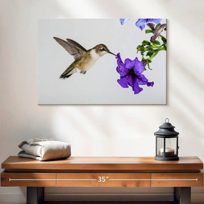 Colibri fleur mauve Brampt