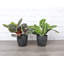 Live Prayer Plant Set in Classic Pots-78391160