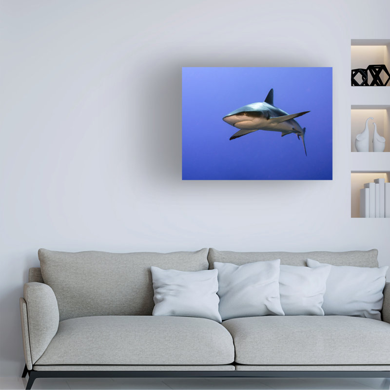 Ilan Ben Tov Grey Reef Shark Carcharhinus Amblyrhynchos Canvas Art, 14" H x 19" W