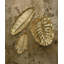 New Leaves Monstera Centerpiece Platter
