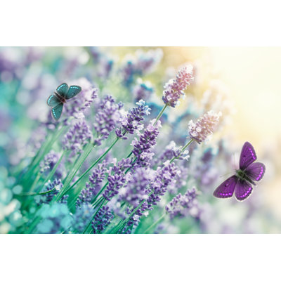 Ginevra  Butterfly - Wrapped Canvas Print