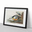 Western Ducks by John James Audubon - Framed Print-55641961-55641964