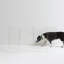 Low Pet Gate Zig Zag, 8 Panel-1089533378