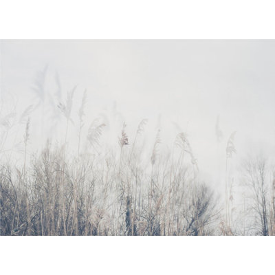 Paysage de roseaux et d'herbes