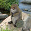 Statue beaver debout