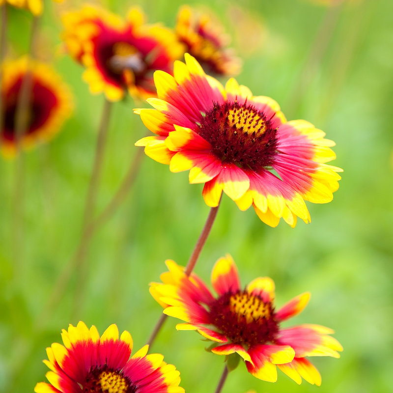 Fleurs rouges - Photographie sur toile tendue, H 20 po x l 20 po