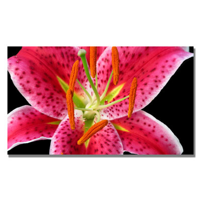 « stargazer » lily» par kathie mccurdy,, reproduction de photo sur toile