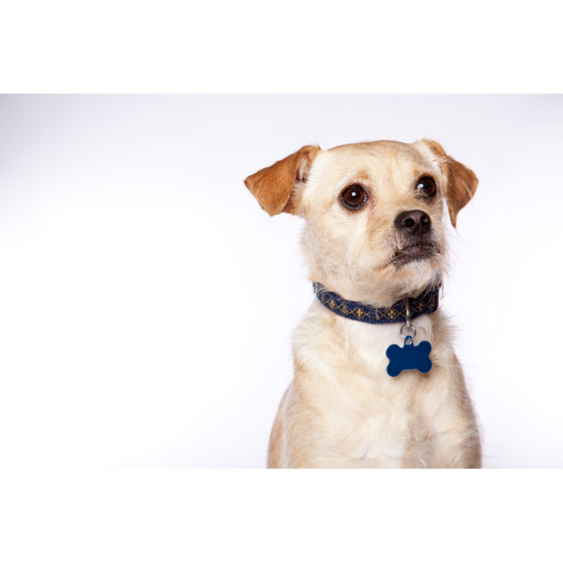 Goofy Dog Portrait by Michalzak - Wrapped Canvas Print, 30cm H x 46cm W x 3.8cm D