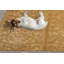 Tapis rectangulaire de conception unique: 9 pi x 12 pi