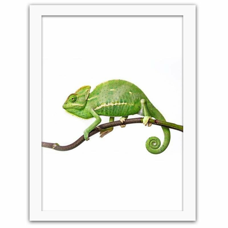 Gerahmter Fotodruck Yemen Chameleon