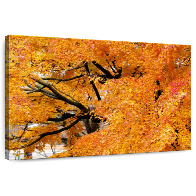Harnek Maple Trees In Autumn, 8" H x 12" W