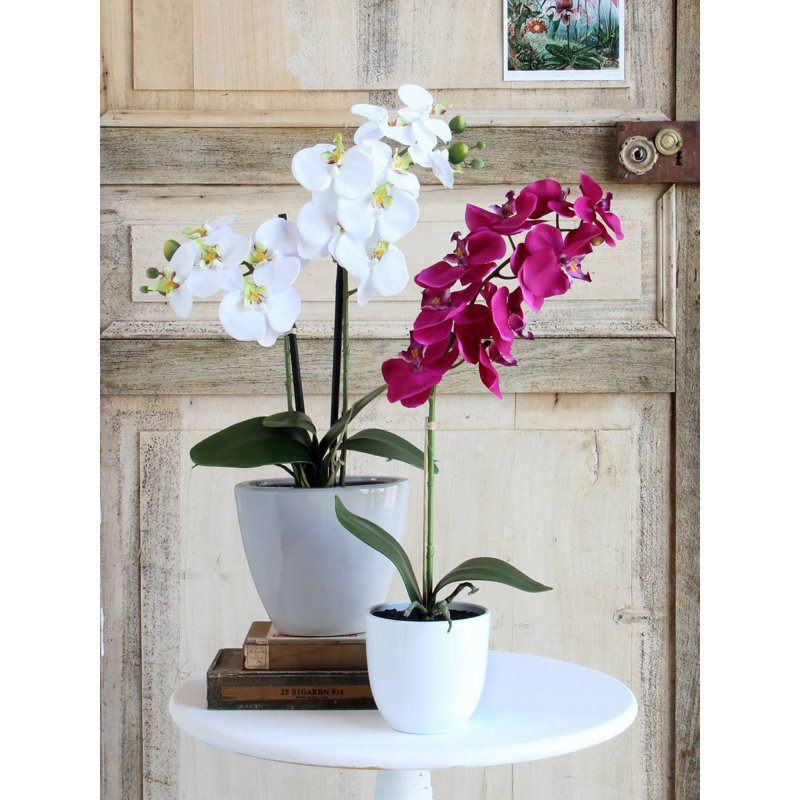 Phalaenopsis 60cm Plant, White