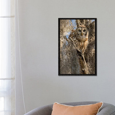 Barred Owl, Aka Hoot Owl In Tree, Florida, USA by Joe & Mary Ann McDonald - Gallery-Wrapped Canvas Giclée on Canvas