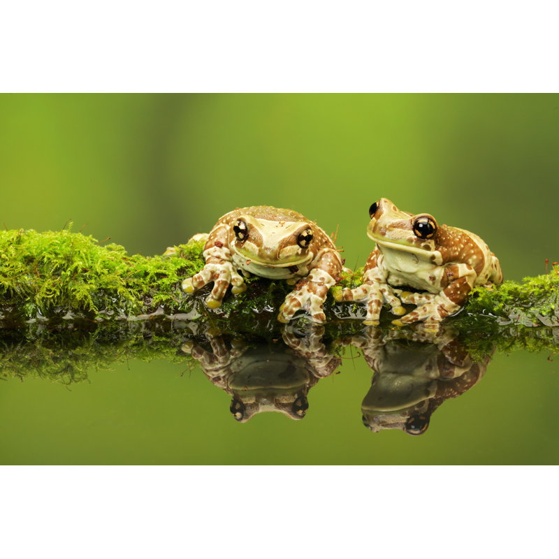 «Two Amazon Milk Frogs» par Bridge99 - photographie sur toile tendue, L 12 po x H 8 po