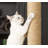 Borrego Scratching Post-548718966