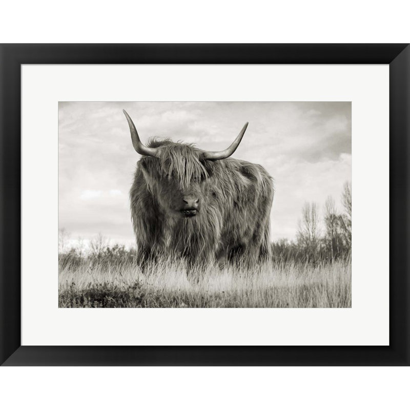 «Scottish Highland C best» (BW) par Pangea Images - impression encadrée