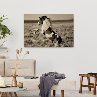 Poney sauvage peint - Photographie, chevaux, art