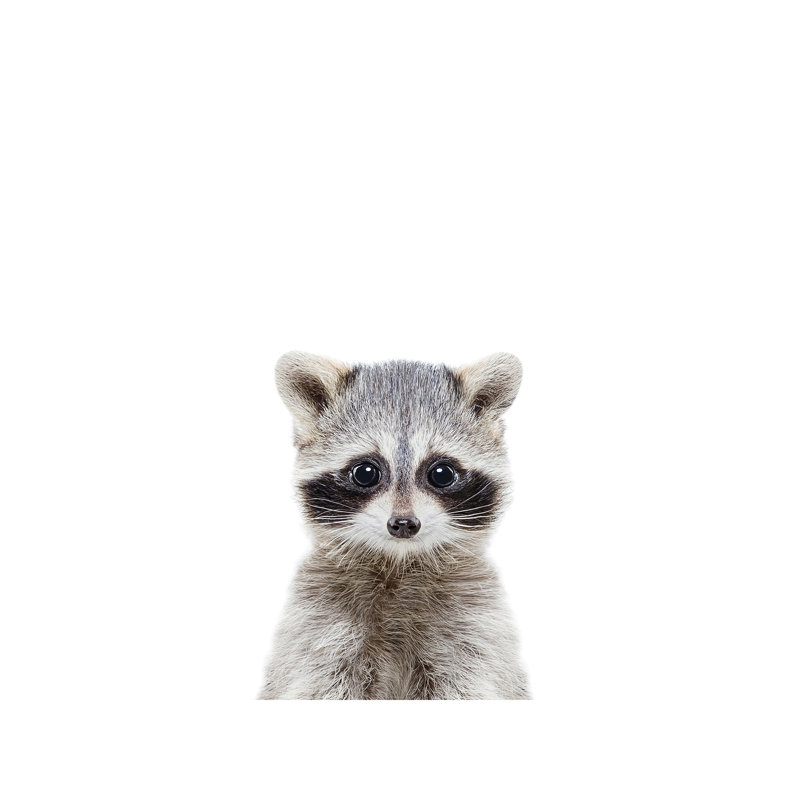 Baby Raccoon - Wrapped Canvas Print, 66.04 cm H x 45.72 cm W x 3.175 cm D