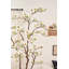 Arbre à fleurs 82 po Magnolia blanc en pot