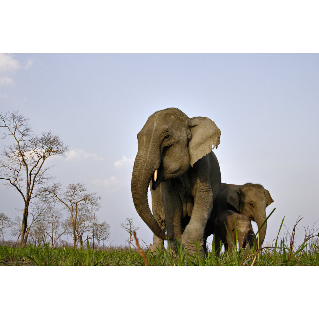 Leinwandbild Asiatische Elefantenfamilie in Indien