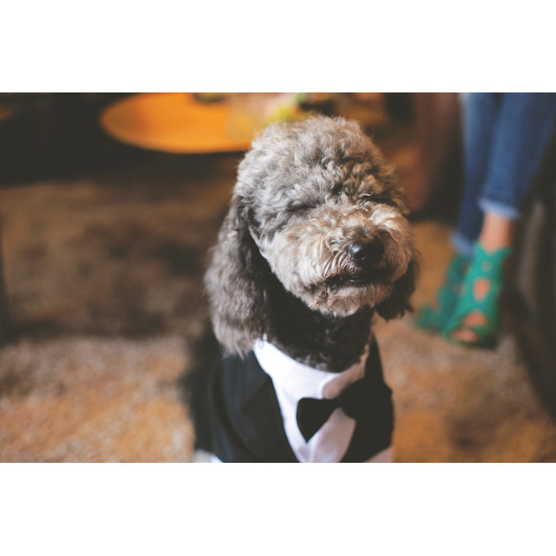 I Am Groom! by Pekic - No Frame Print on Canvas, 81cm H x 122cm W