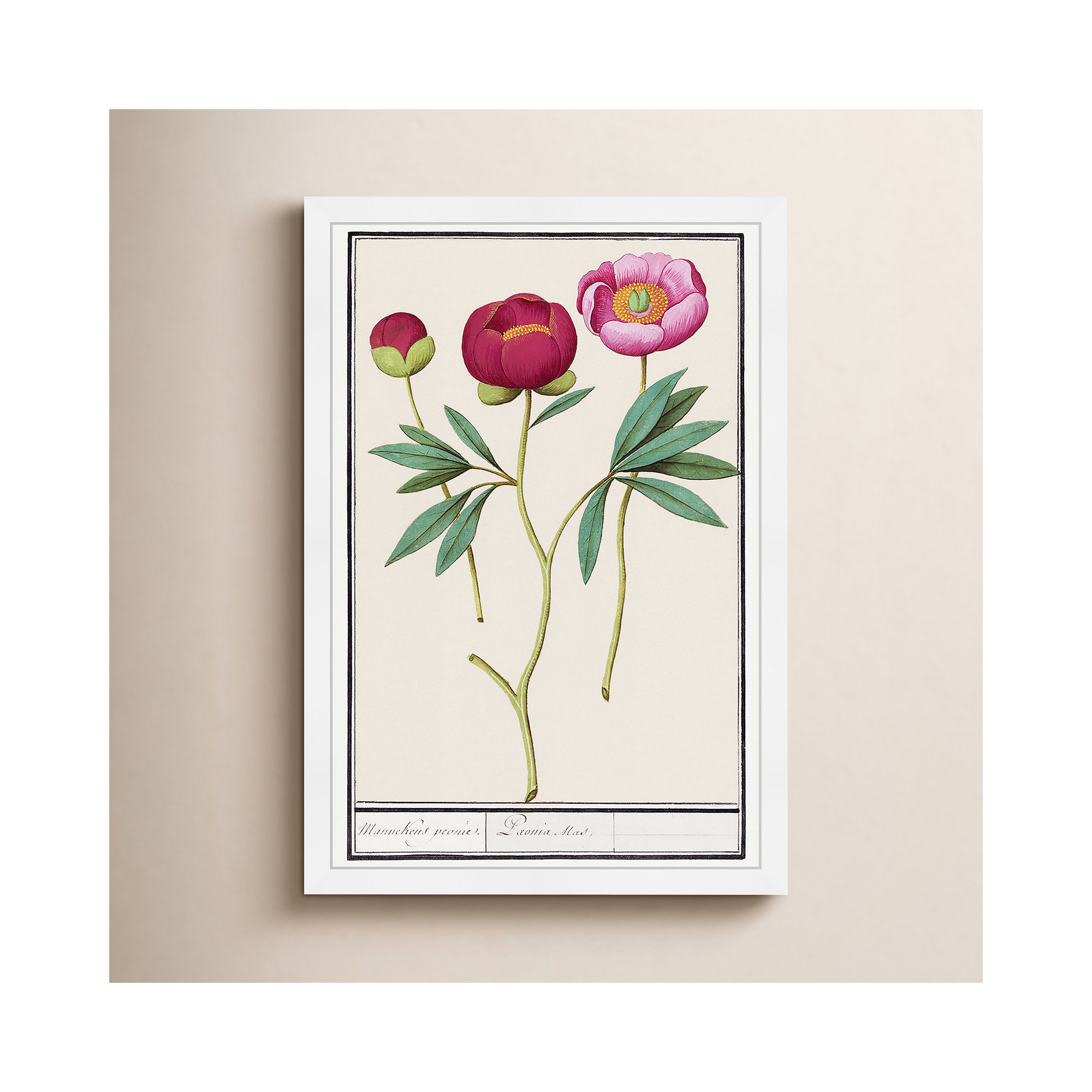 Red And Pink Peony Botanical Study by Oliver Gal, White, 32" H x 22" W