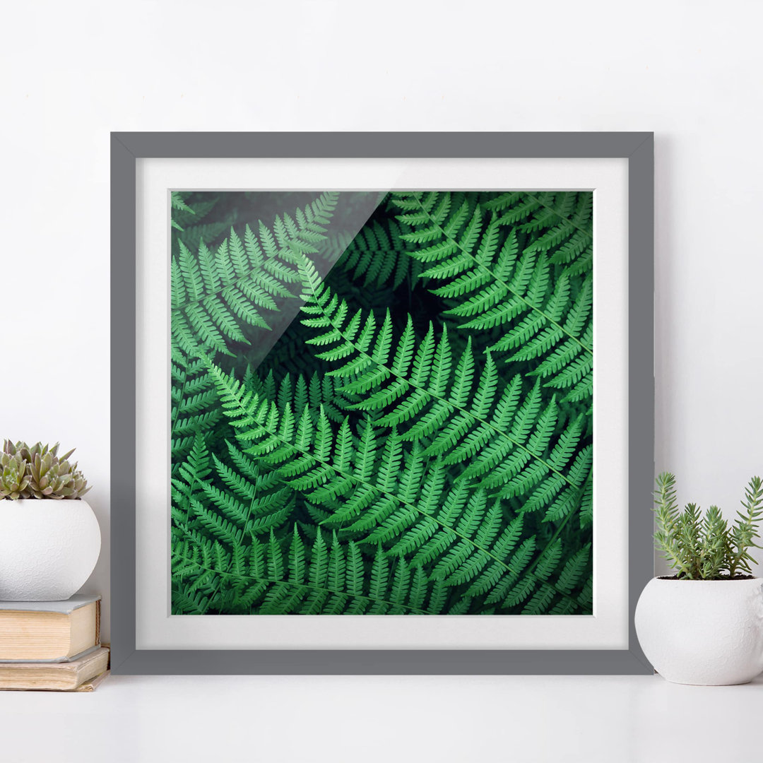 Gerahmtes Poster Ferns