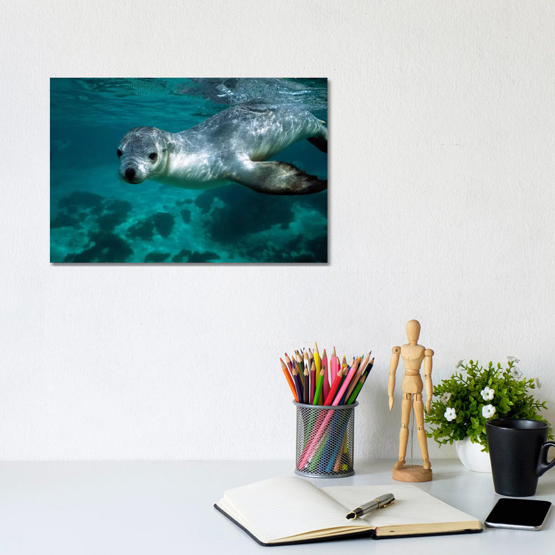 Australian Sea Lion Underwater Portrait, South Australia by Hiroya Minakuchi - Wrapped Canvas Print, 20.32 cm H x 30.48 cm W