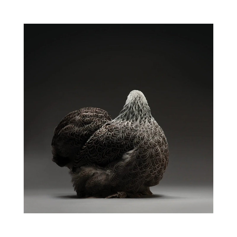 Cochin Bantam by CHICken - Wrapped Canvas Print, 45.72 cm H x 45.72 cm W x 1.91 cm D