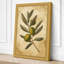 Olive Branch Study Botanical - Wrapped Canvas-118972755-118972758