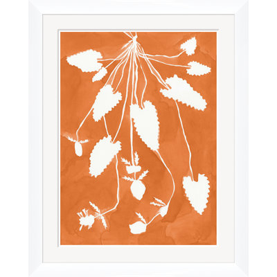 Marigold Pixie
