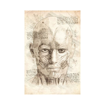 Human Head Face Muscles 1 Piece Wrapped Canvas Wall Art