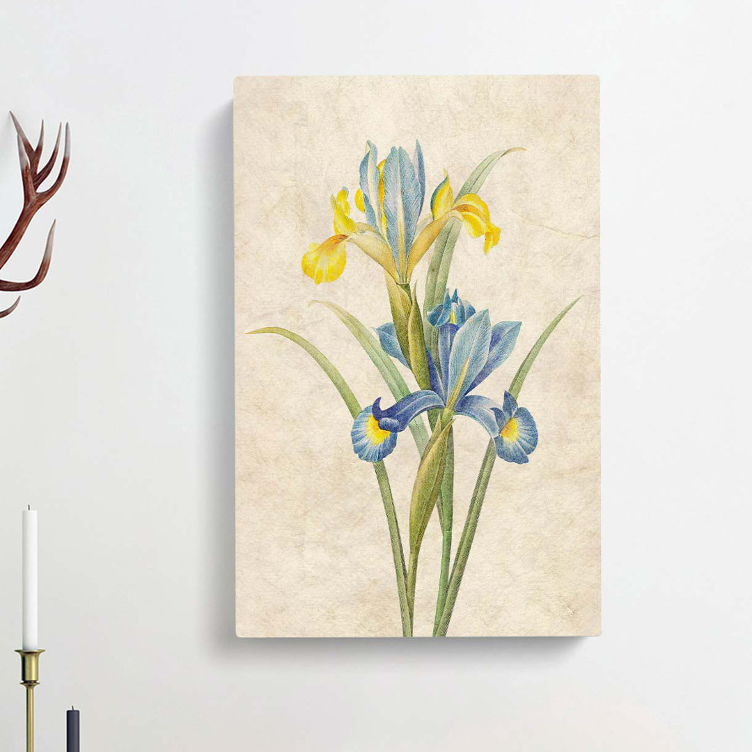 Spanish Iris Flowers by Pierre-Joseph Redoute - Wrapped Canvas