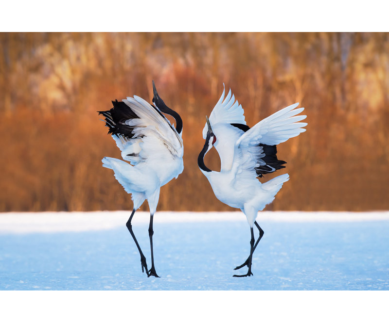 Wrapped Canvas Print, 81.28 cm H x 121.92 cm W