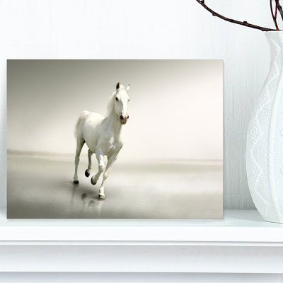" Beautiful White Horse Running "