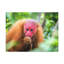 No Frame Print on Canvas-886952265