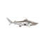Animals Tip Reef Shark Wall Décor
