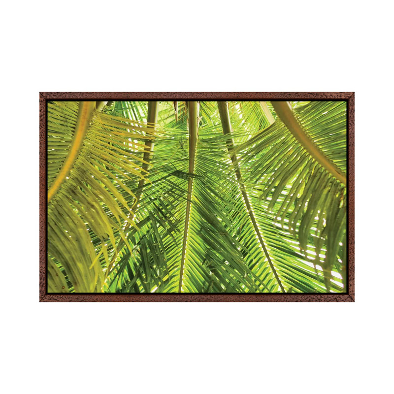 Green Palm Fronds by Mark Paulda - Print on Canvas, 45.72cm H x 66.04cm W x 3.81cm D, Classic Brown Wood Floater Framed